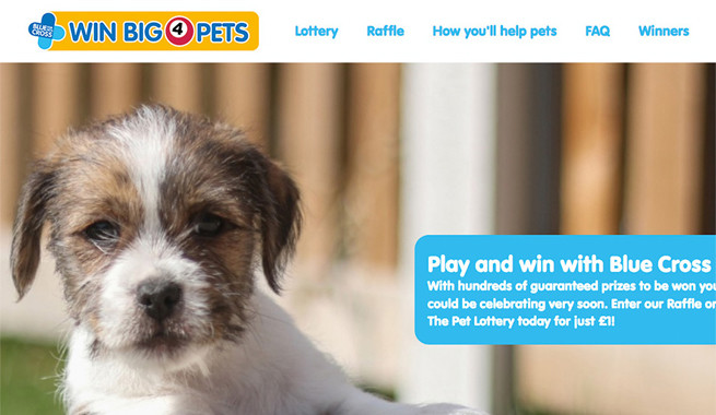 Win Big 4 Pets